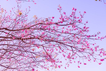 Foto de Parque Cherry Blossum en la provincia de Chiangmai, Tailandia - Imagen libre de derechos