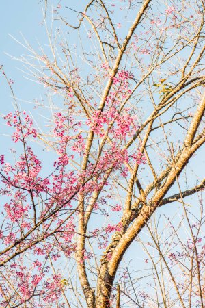 Foto de Flores de Cerezo Blossum en Chiangmai Province, Tailandia - Imagen libre de derechos