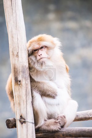 Photo for Portrait of Assamese Macaque, Thailand - Royalty Free Image