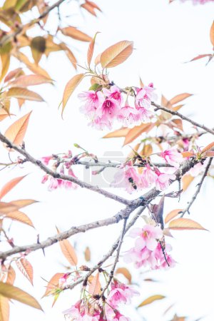 Foto de Parque Cherry Blossum en la provincia de Chiangmai, Tailandia - Imagen libre de derechos
