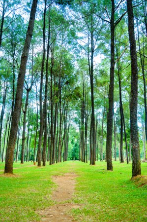 Téléchargez les photos : Jardin de pins du district de Mae Taeng, province de Chiang Mai. - en image libre de droit