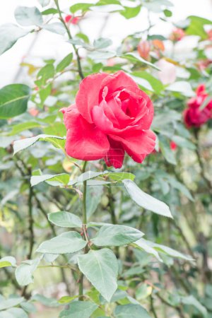Photo for La Marseillaise Rose or Red Rose in Garden, Thailand. - Royalty Free Image