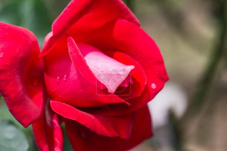 Photo for La Marseillaise Rose or Red Rose in Garden, Thailand. - Royalty Free Image