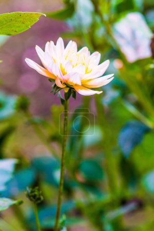 Foto de Primer plano de la flor blanca de Dhalia, Tailandia. - Imagen libre de derechos