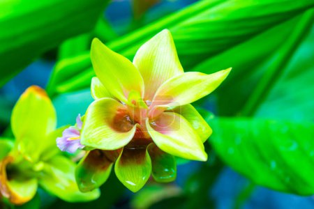 Téléchargez les photos : Curcuma Alismatifolia fleur avec fond naturel, Thaïlande. - en image libre de droit
