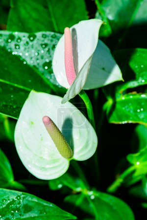 Foto de Anthurium hookeri Schott en el jardín - Imagen libre de derechos