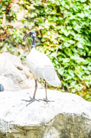Photo for Black-headed ibis bird in nature, Thailand - Royalty Free Image