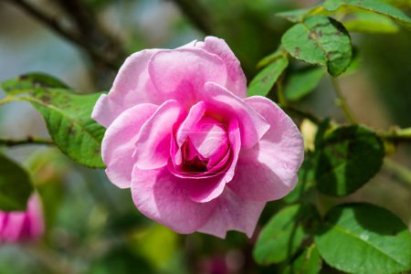 Gertrude Jekyll Rose or Pink Rose in Garden, Thailand.