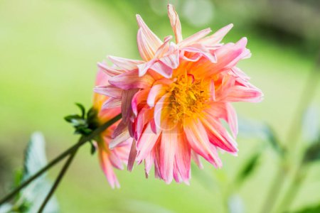 Foto de Primer plano de la flor de Dhalia naranja claro, Tailandia. - Imagen libre de derechos