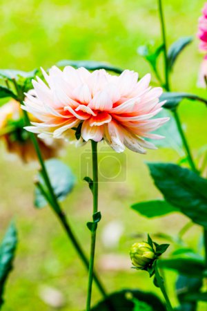 Foto de Primer plano de la flor rosa de Dhalia, Tailandia. - Imagen libre de derechos