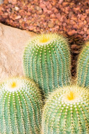 Photo for Close up of cactus, Thailand - Royalty Free Image