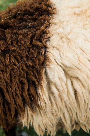 Foto de Fondo de piel de oveja o lana cruda, Tailandia - Imagen libre de derechos