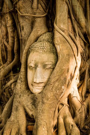 Téléchargez les photos : Tête de bouddha à la racine dans la province d'Ayuthaya, Thaïlande - en image libre de droit