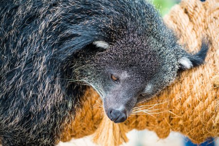 Photo for Portrait of binturong, Thailand - Royalty Free Image