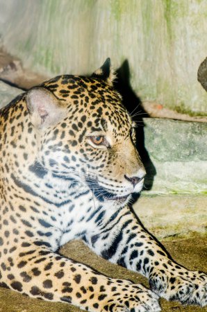 Portrait of Jaguar, Thailand