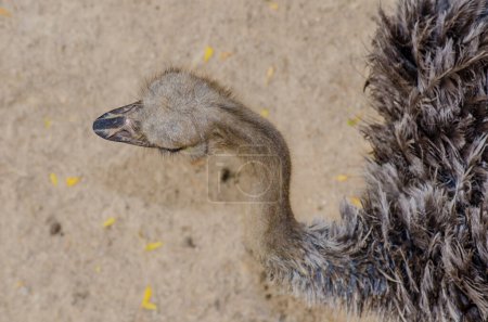 Photo for Top View of Ostrich, Thailand - Royalty Free Image