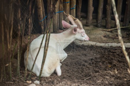 Porträt eines Albino-Hirsches, Thailand