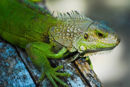Photo for Close-up of green iguana, Thailand. - Royalty Free Image