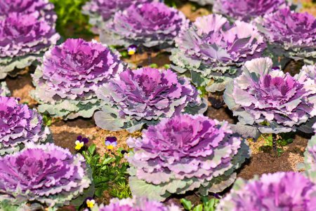 Téléchargez les photos : Beau chou violet dans le jardin, Thaïlande
. - en image libre de droit