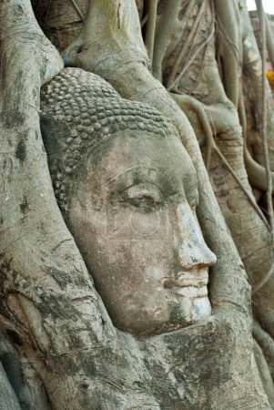 Téléchargez les photos : Tête de bouddha à la racine, province d'Ayuthaya, Thaïlande. - en image libre de droit