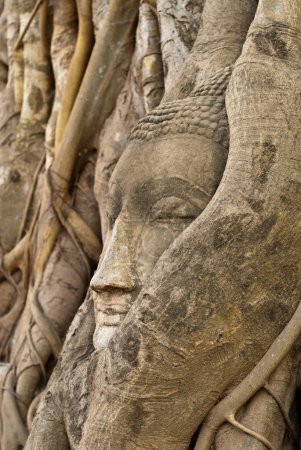 Téléchargez les photos : Tête de bouddha à la racine, province d'Ayuthaya, Thaïlande. - en image libre de droit