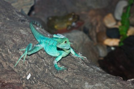 Photo for Closeup of blue iguana, Thailand. - Royalty Free Image