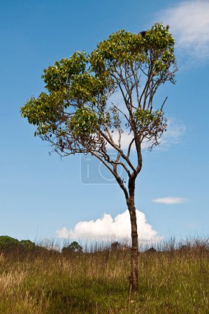 Foto de Árbol único, campo verde y cielo azul en el parque nacional, Tailandia. - Imagen libre de derechos