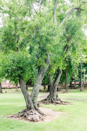 Téléchargez les photos : Les arbres dans le parc historique de Phimai, Thaïlande. - en image libre de droit
