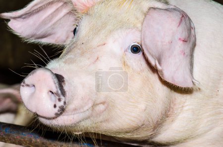 Face of white pig, Thailand