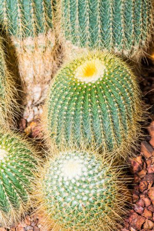 Photo for Close up of cactus, Thailand - Royalty Free Image
