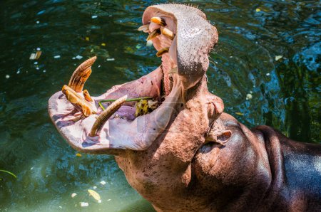 Photo for Head Shot of Hippopotamus, Thailand - Royalty Free Image