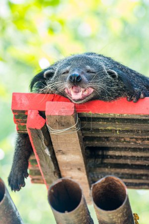 Photo for Portrait of binturong, Thailand - Royalty Free Image
