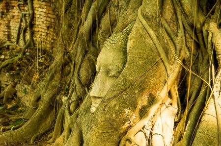 Téléchargez les photos : Tête de bouddha à la racine dans la province d'Ayuthaya, Thaïlande - en image libre de droit