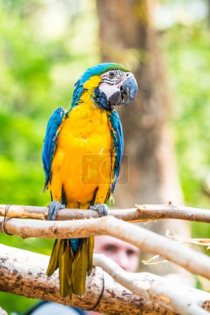 Photo for Blue and Gold Macaw on the branch in Thailand - Royalty Free Image