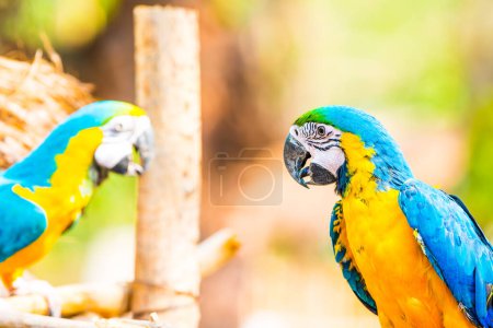 Photo for Blue and Gold Macaw on the branch in Thailand - Royalty Free Image