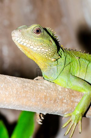 Photo for Green water dragon or Physignathus cocincinus on tree branch, Thailand - Royalty Free Image