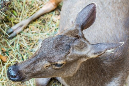 Photo for Portrait of Sambar Deer, Thailand - Royalty Free Image