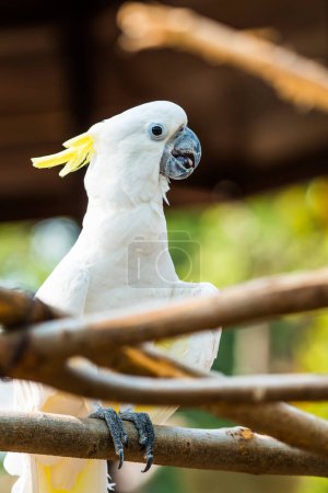 Photo for Portrait of Yellow-crested Cockatoo, Thailand - Royalty Free Image