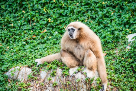 Téléchargez les photos : Portrait de Gibbon à mains blanches, Thaïlande - en image libre de droit