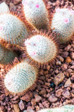 Photo for Flower of Mammillaria bombycina in Thailand - Royalty Free Image