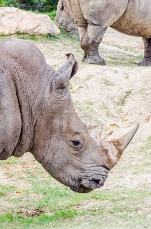 Head shot of white rhinoceros, Thailand