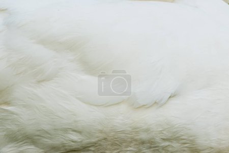 Photo for Background of white swan feathers, Thailand - Royalty Free Image