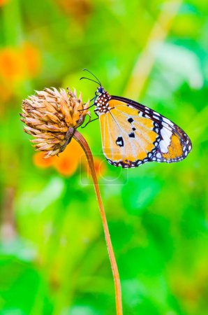 Una mariposa naranja en flor, Tailandia.