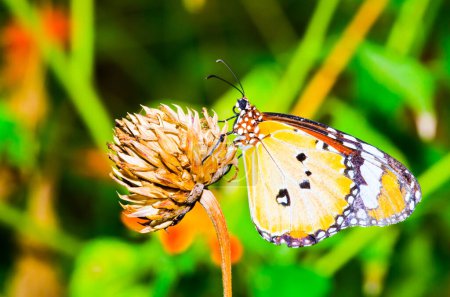 A orange butterfly on flower, Thailand.