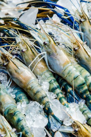 Photo for Fresh shrimp at seafood market, Thailand - Royalty Free Image