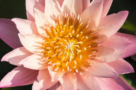 Close up of pink lotus flower, Thailand