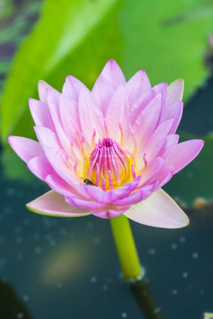 Pink lotus flower in water pond, Thailand