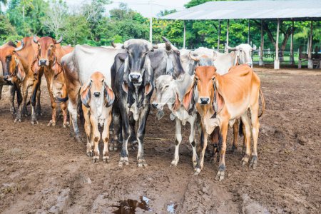 Group of Brahman Cattle, Thailand.