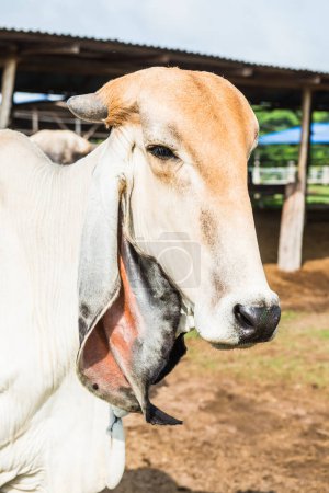 Head Shot of Brahman Cattle, Thailand.