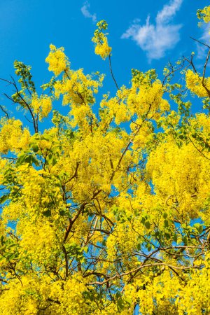 Golden Shower Blume auf Baum, Thailand